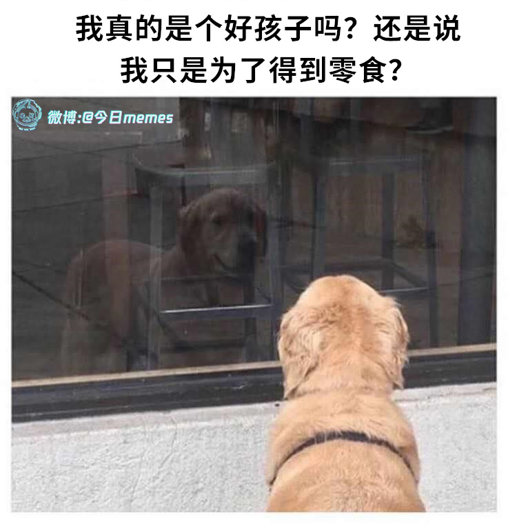 巴浦洛夫猜（9gag）#今日meme[超话]# #今日memes# ​​​