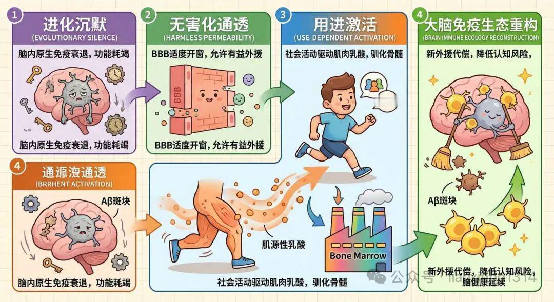 【运动重塑大脑免疫，守护认知健康】大脑衰老，不只是脑细胞的退化，脑内免疫系统的耗