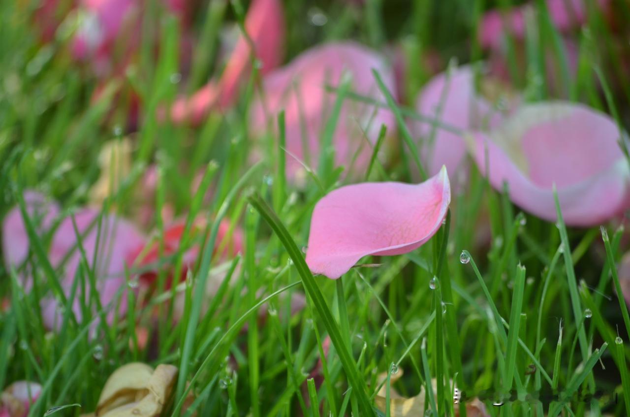 #70年代的您们生活状况如何？#
70年代没有手机没有彩色电视，好多人家连收音机