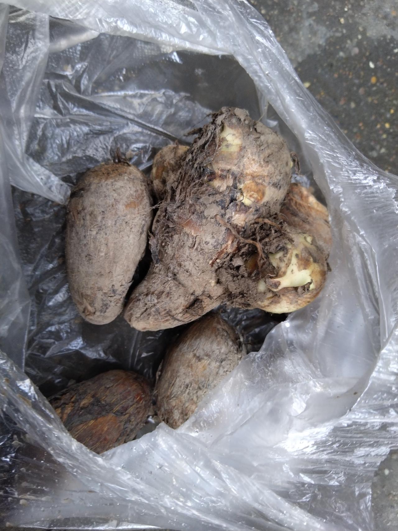 今天烧芋头，烧过芋头的朋友都知道，芋头这种东西在剥外面那层皮的时候自己会很容易身