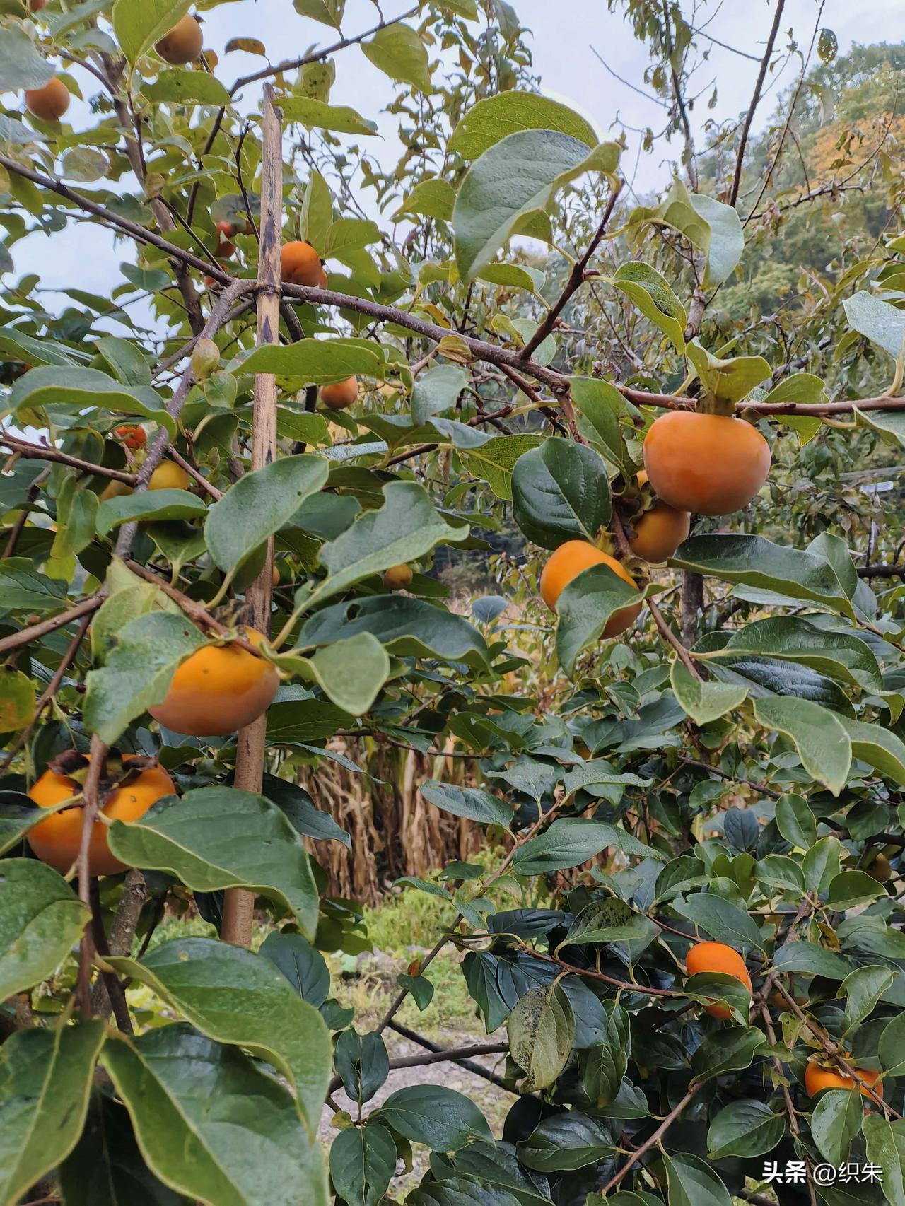 那些沉甸甸黄澄澄的果子挂在枝头，
被妈妈的惦念酿的越来越甜。
它们被摘下枝头，