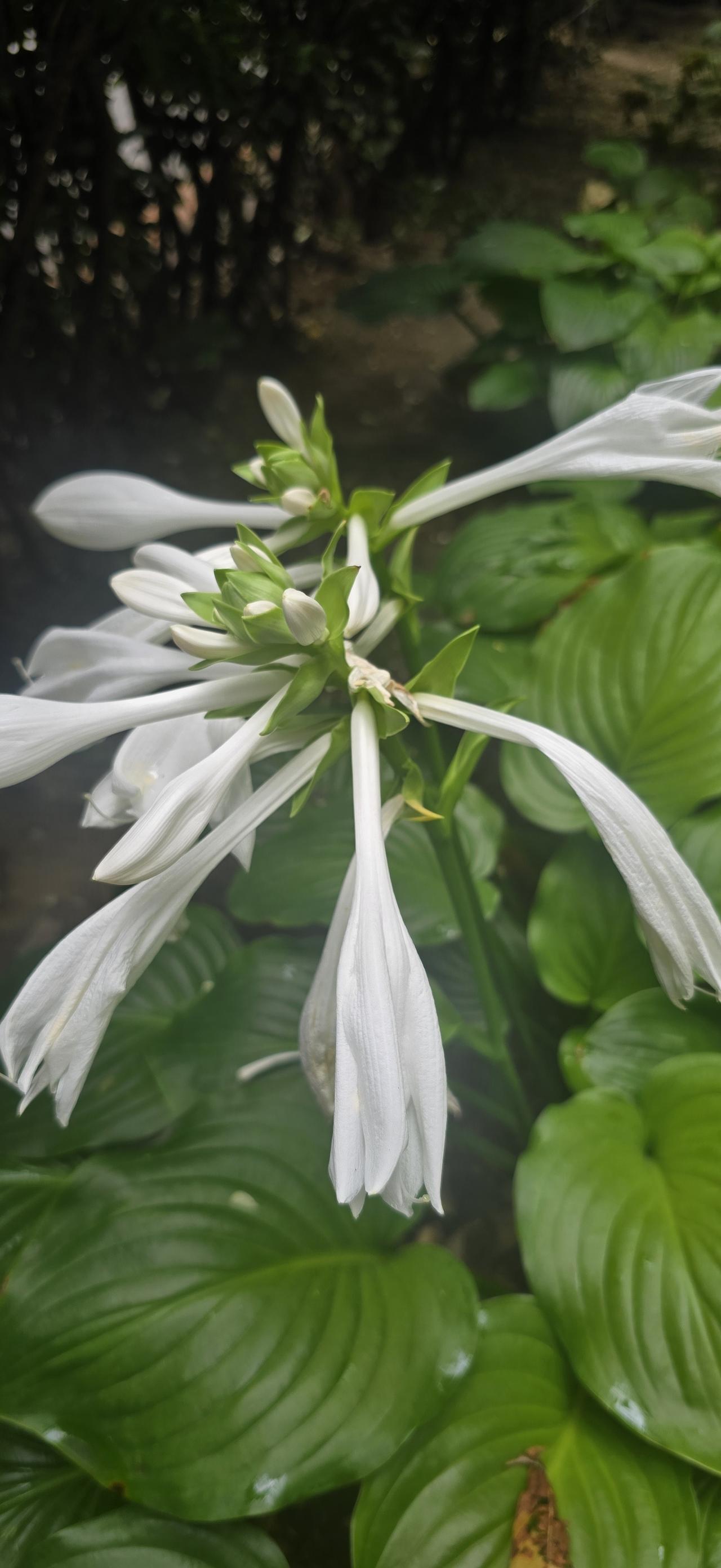 邂逅白玉簪花开感怀
庭院林荫下，翠叶蕴清华；
赠我白玉簪，德高品为雅。
长成喇叭