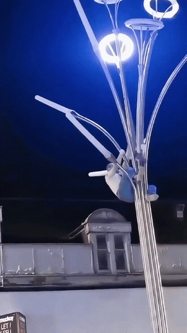 一只海鸥被卡在路灯的支架上，
任凭怎么挣扎都脱不了身，
男子看到后，
毫不犹豫徒