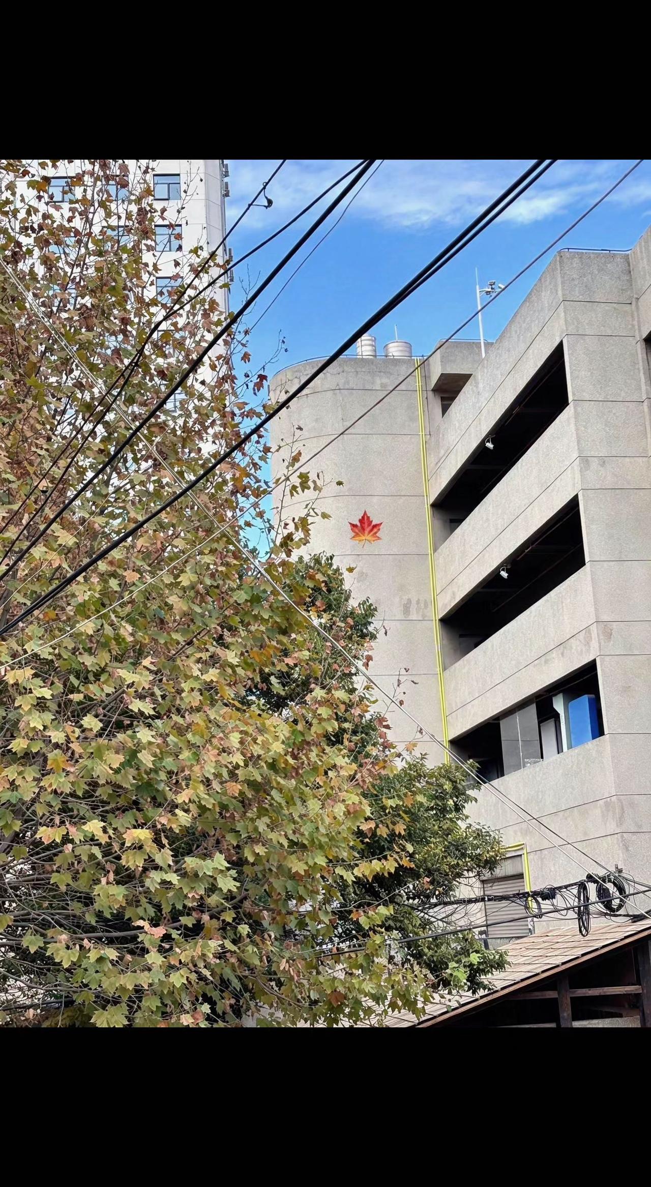 🍂钢筋森林里藏着秋天的信笺📬，枫叶是城市偷吻天空的唇印。抬头遇见，日子便有了