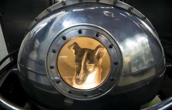 67年前，流浪狗“莱卡”被送入了外太空。
莱卡的本名是库德里亚夫卡（Kudrja