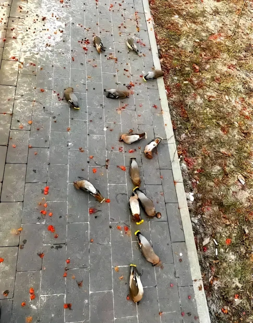 鸟儿吃了浆果之后喝醉，全部掉到了马路边上 ​​​