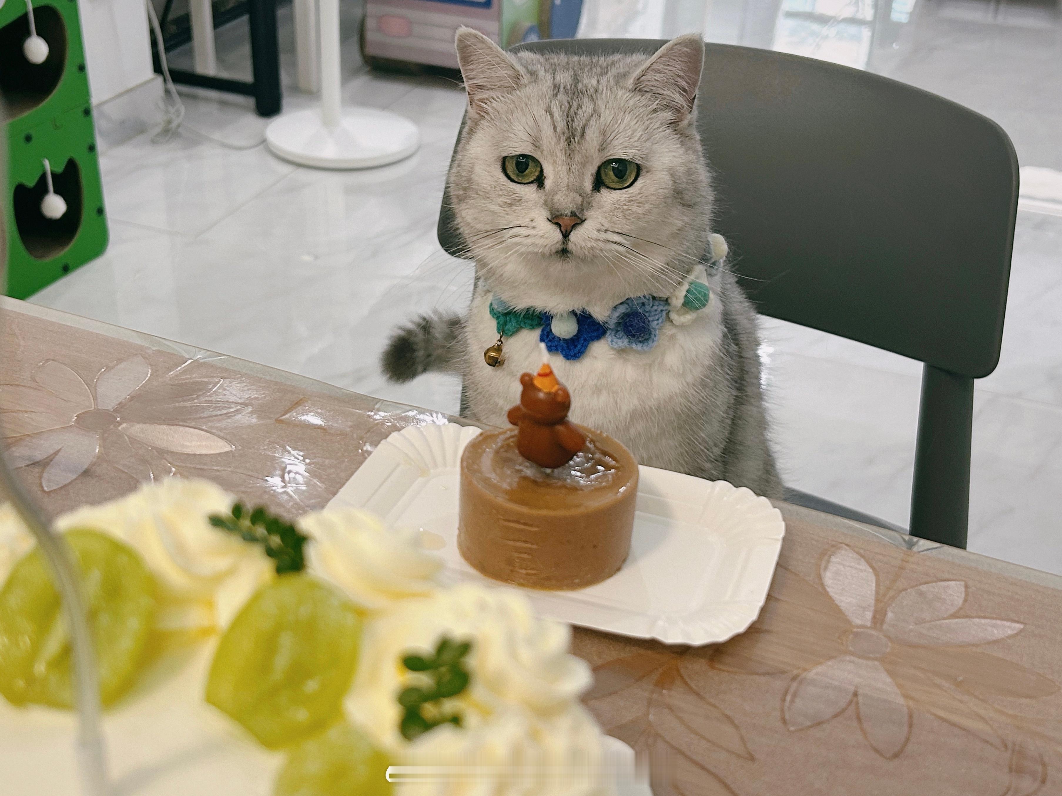 大人吃大蛋糕 小猫有小蛋糕[么么哒]年糕才不要小鱼干[超话] ​​​