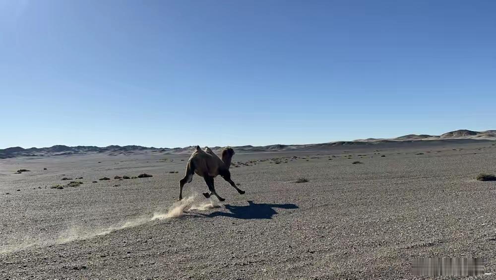为什么要解救核辐射下存活的野骆驼  野骆驼是珍稀的野生动物资源，保护它们对于维护