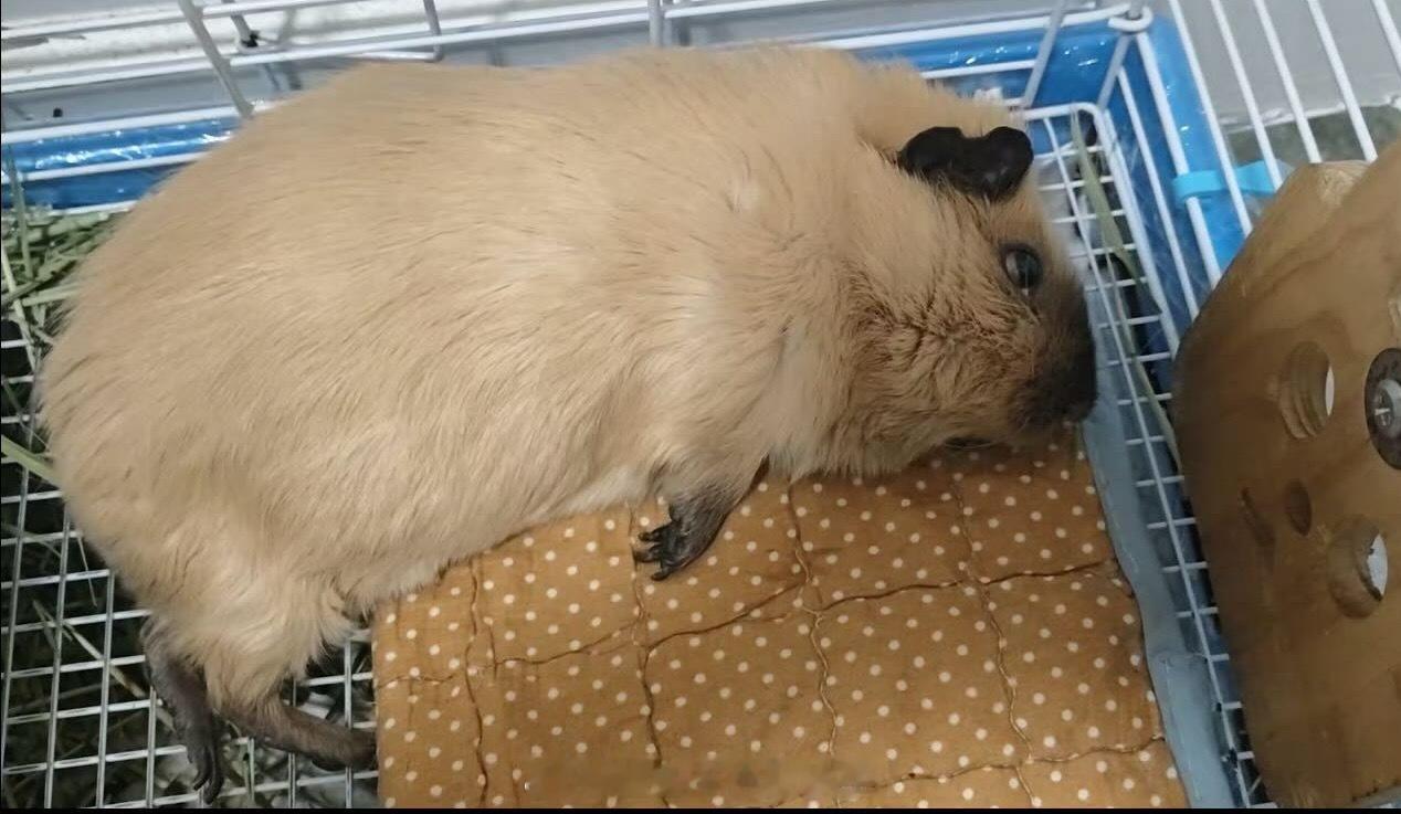 姜饼回猪星了，这么老大一只，再见啦～ 