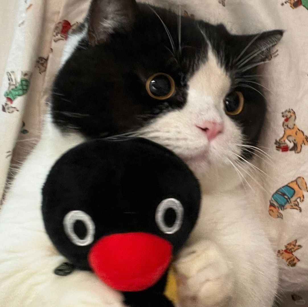 猫猫头像谁还没存！