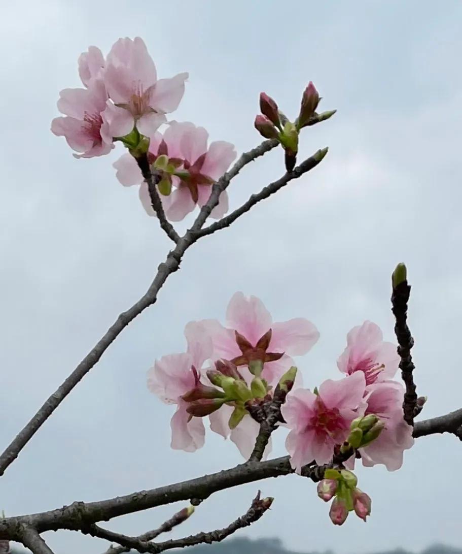 不知为什么近期关于高中生双休的讨论度很高？记忆中从九十年代开始我的母校高中从未双