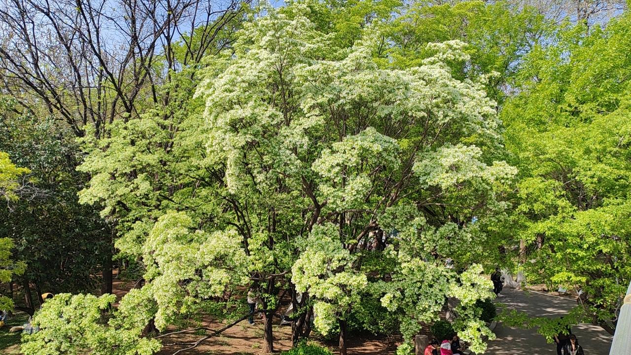 泉城公园的牡丹正值盛花期，当下正是赏花的好时节。过些日子，流苏树就要开花了，届时