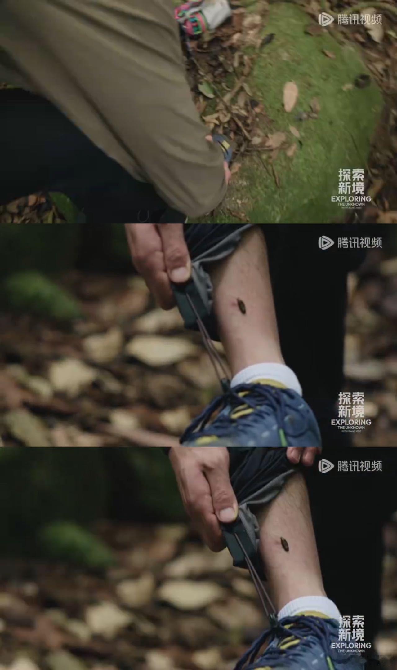 #王一博被蚂蟥连咬三口# 刚进入热带雨林就被蚂蟥连咬三口。本就害怕昆虫的一博迎难