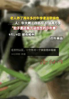 缺了大德了!湖南郴州，一老人养了头怀孕母牛，可没想到，有人竟趁着晚上，将母牛给偷