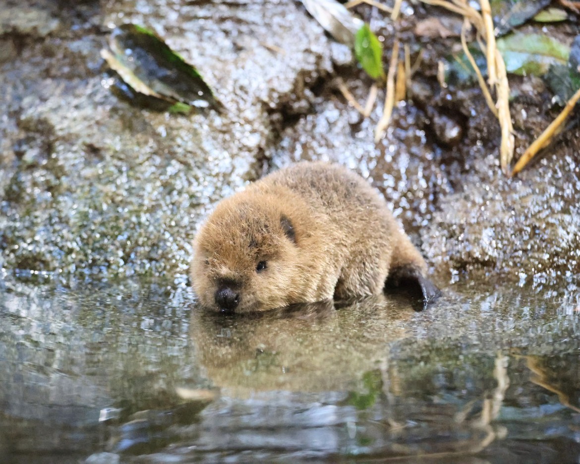 河狸 小小邪恶猕猴桃正在策划第一次的扬帆远航~但是马上就要被家长抓回去咯【推：や