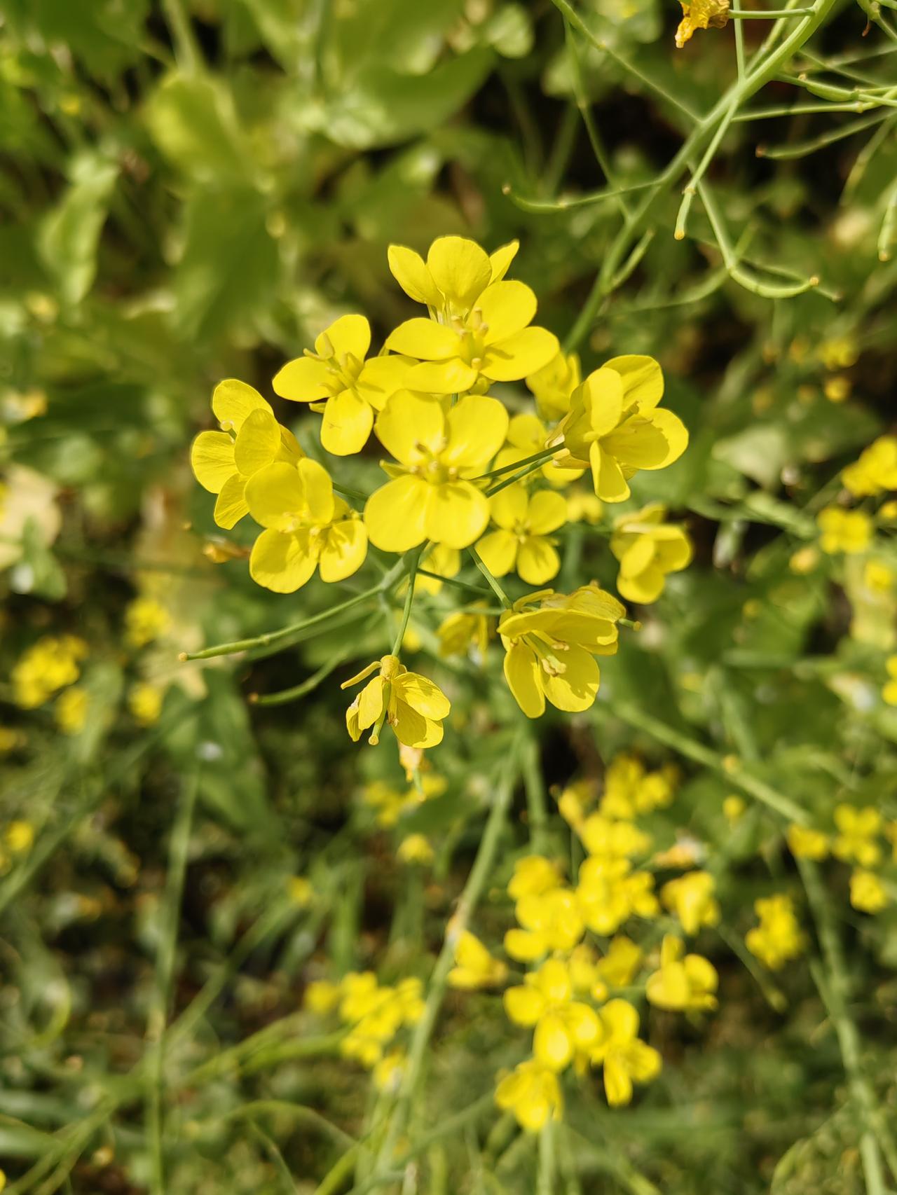 发一张你相册最近拍的花一地黄云铺满天，从此江南羡人间。