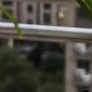 建兰/春兰（国兰）1. 栽培方式：腐叶土+松树皮+植金石+少量陶粒，微酸疏松排水