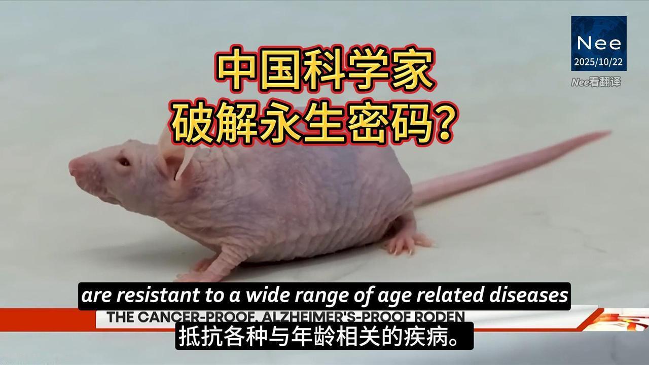 中国科学家在裸鼹鼠研究上有重大发现，这种寿命远超同类啮齿动物（可达30多年）的地