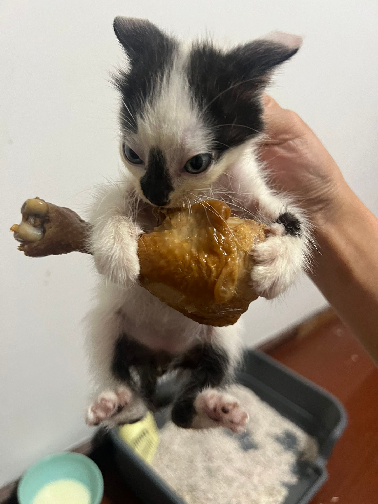 好样的小猫！大口撕咬吧！！ 
