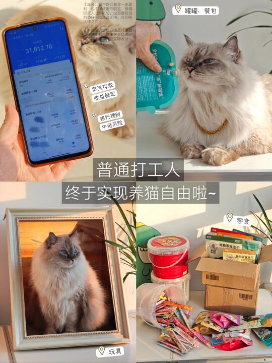 养猫人的快乐：用稳利宝赚钱给小猫买好吃的