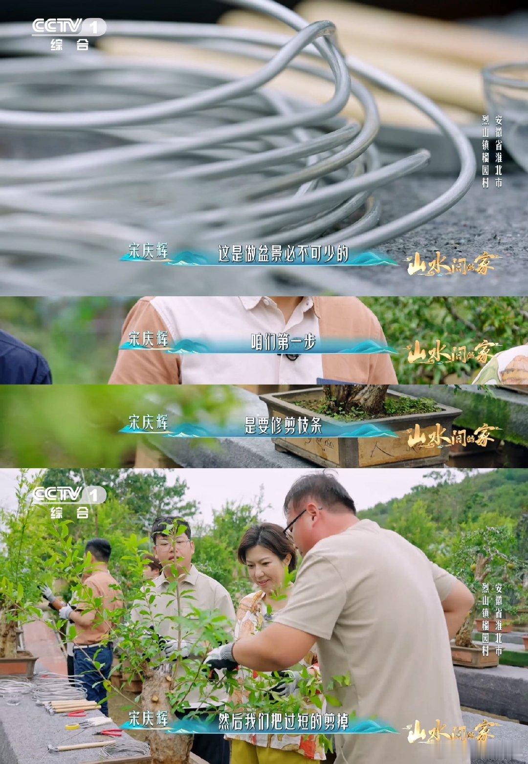 中国人欣赏盆景的血脉觉醒了已经到能欣赏盆景的年纪了 血脉彻底觉醒！看着石榴盆景挪