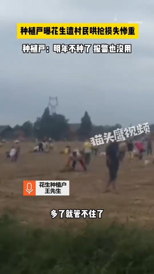 一年辛劳，半天抢光！ 湖北潜江，一千多亩花生地正值收获季节，成熟的花生还没来得及