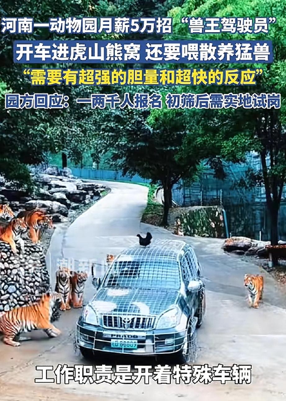 这薪资，

别说开车进虎山熊窝，

就是住里面都行。

河南洛阳栾川竹海动物园的