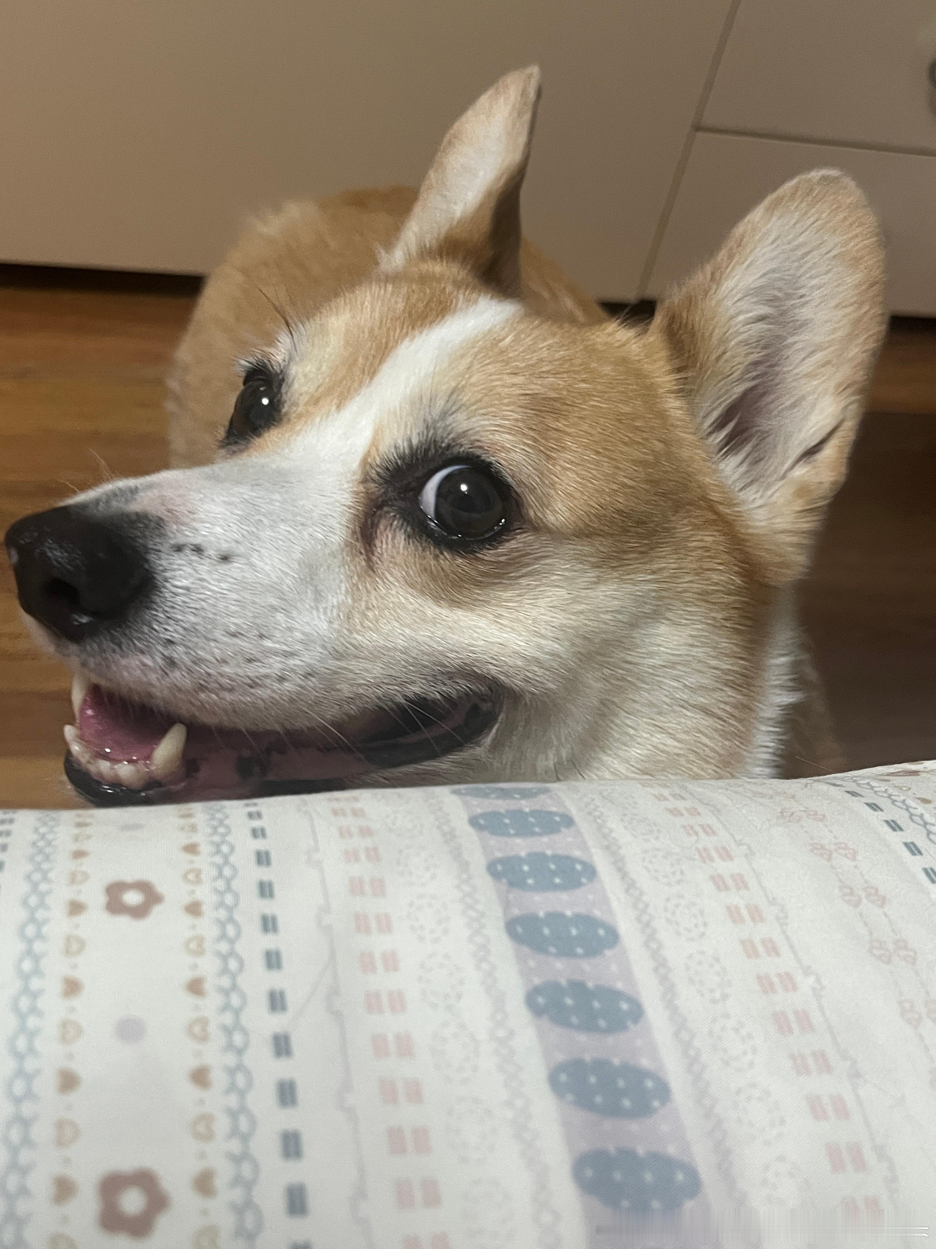 这种眼神 一般是要做坏事了柯基