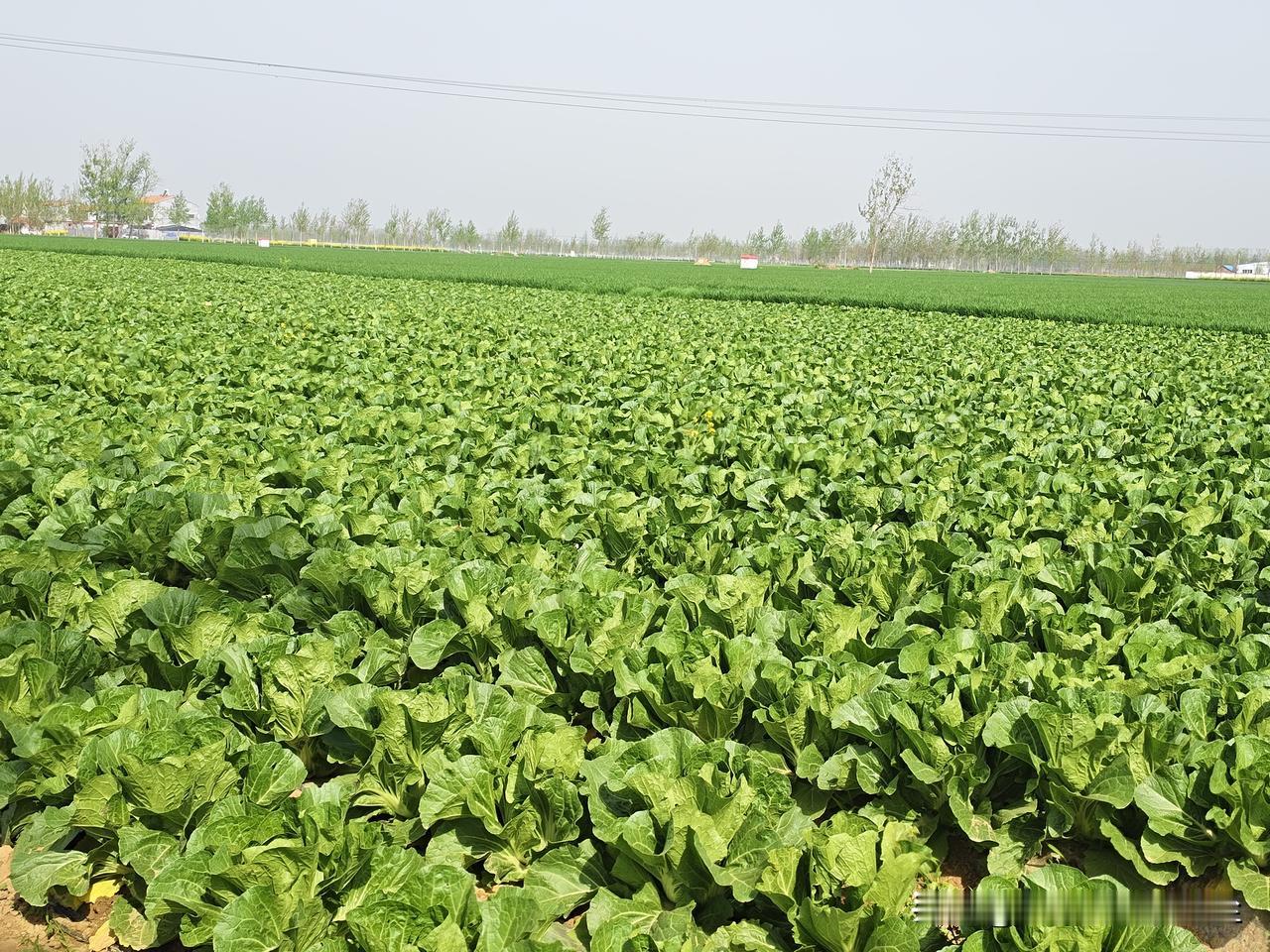 半吊子续命
    今天陪老公回老家祭祖了，可以感觉到老公对我公婆的深切怀念。