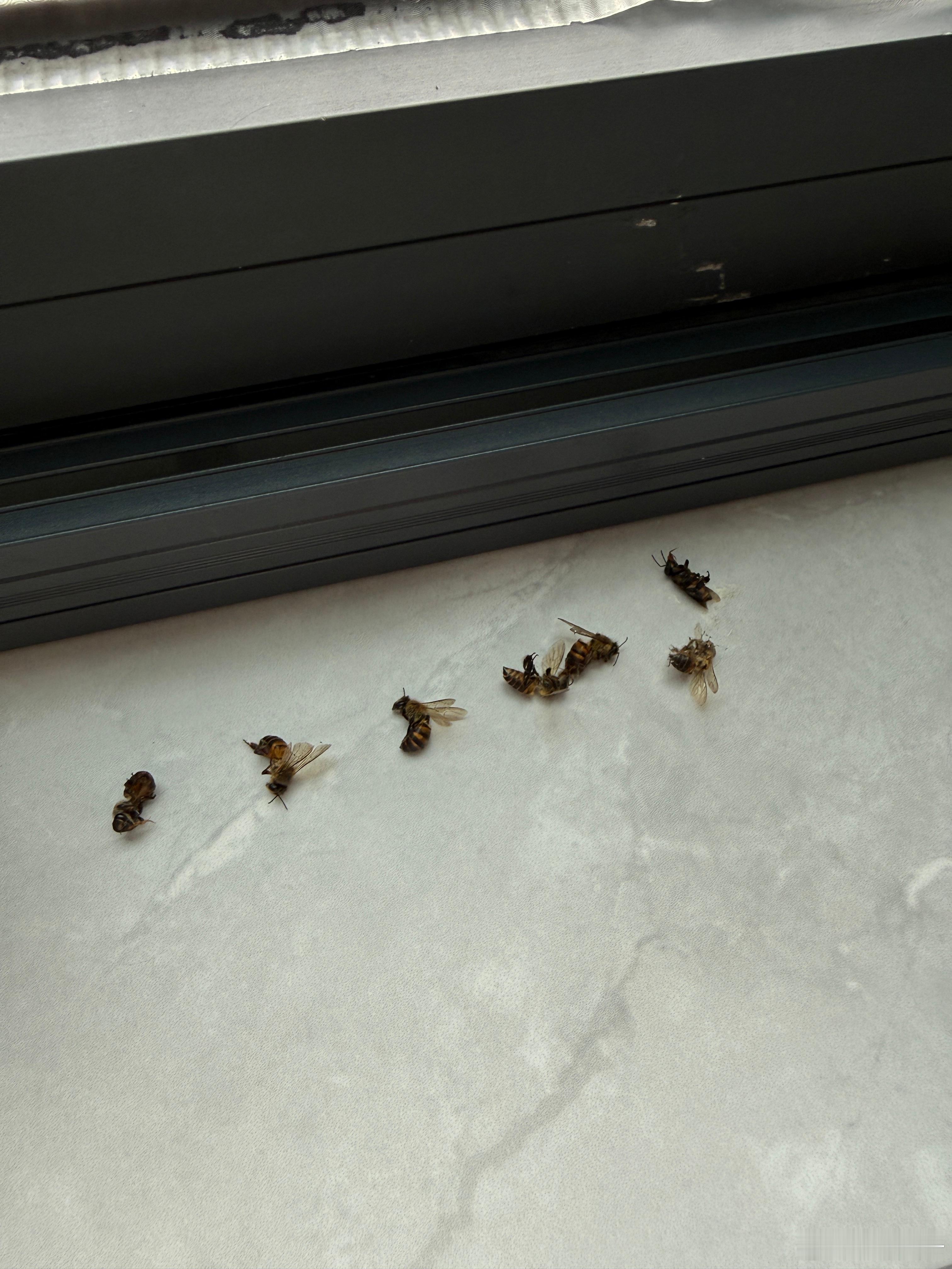 今天厨房又阵亡七只，蜜蜂到底哪里来的！[裂开] ​​​