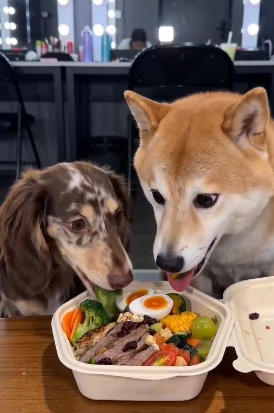 愚人节发文自带真假难辨的玩梗趣味，既展现了他坚持自律健身的日常状态，又用宠物捣蛋