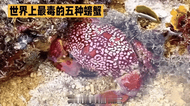 有几种毒螃蟹，不能吃。
       有些螃蟹切勿乱吃，误食可能危及生命。如绣花