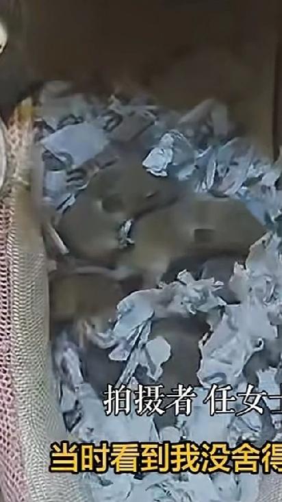 女子收拾换季鞋盒时，发现老鼠在鞋里面做窝生崽，鞋底也被啃烂了，女子当时没舍得弄死