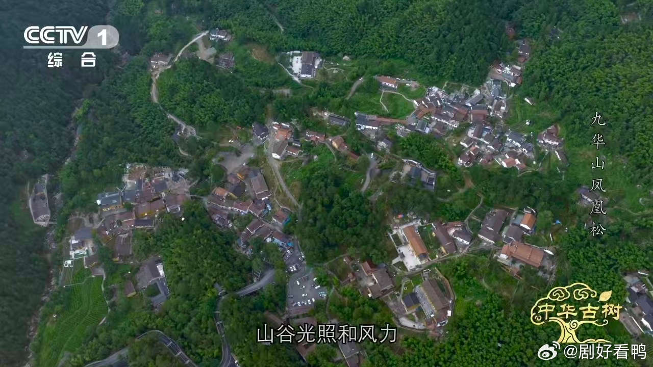 约1400岁古松树像一只大凤凰风一吹千年古松秒变展翅凤凰 专门为了这棵“天下第一