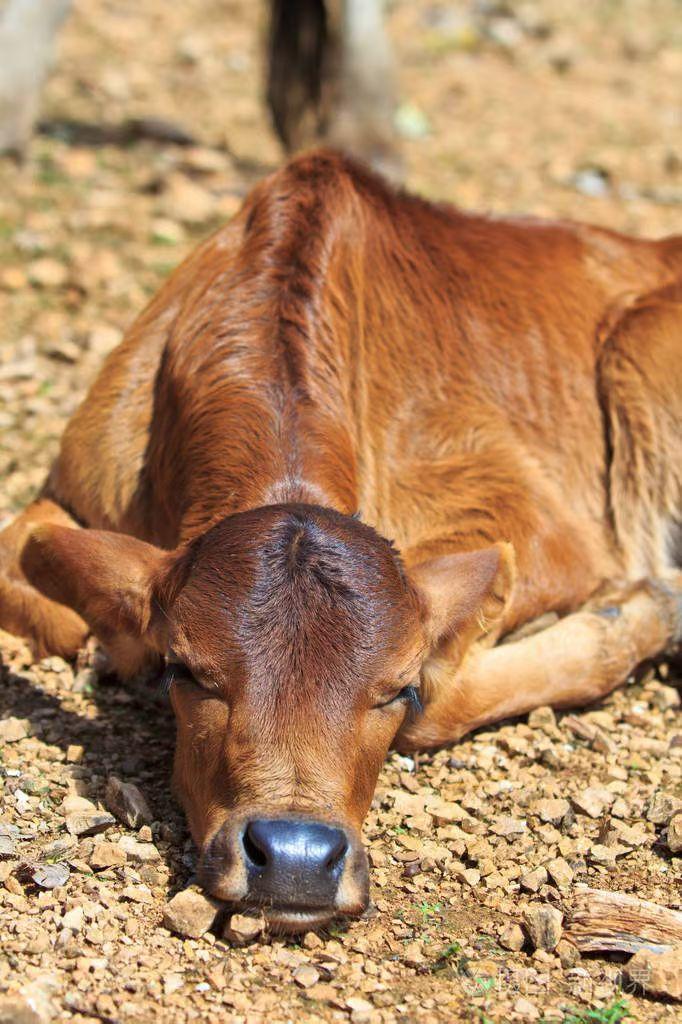 绝美的皮毛下包裹的可能是高贵的灵魂，也可能是肮脏的妖孽。