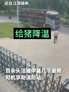 看完这个视频，我真是既揪心又暖心。江苏徐州的高温天里，拉着百余头生猪的货车司机急