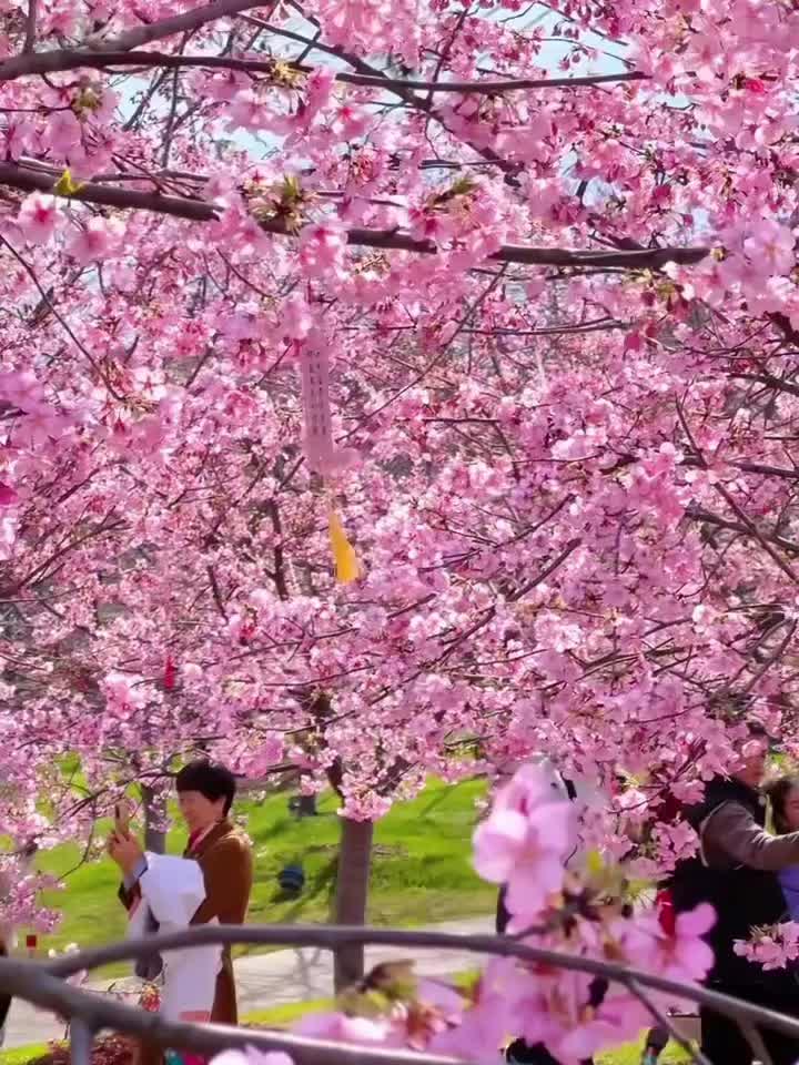 三清山逍遥谷9.9的樱花节特惠票开抢啦，一票畅玩景区九大精华项目