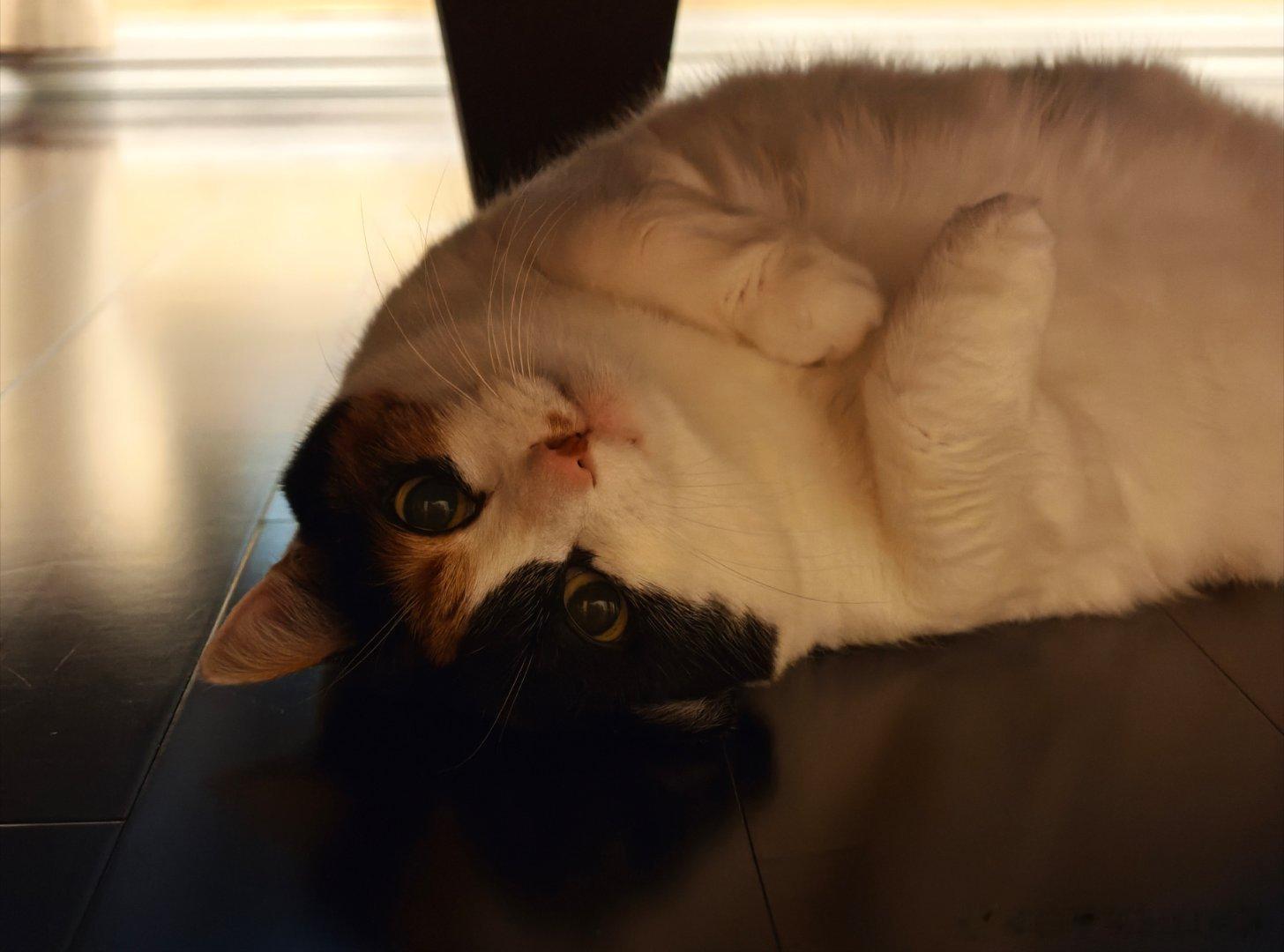 来，躲猫猫[送花花] ​​​