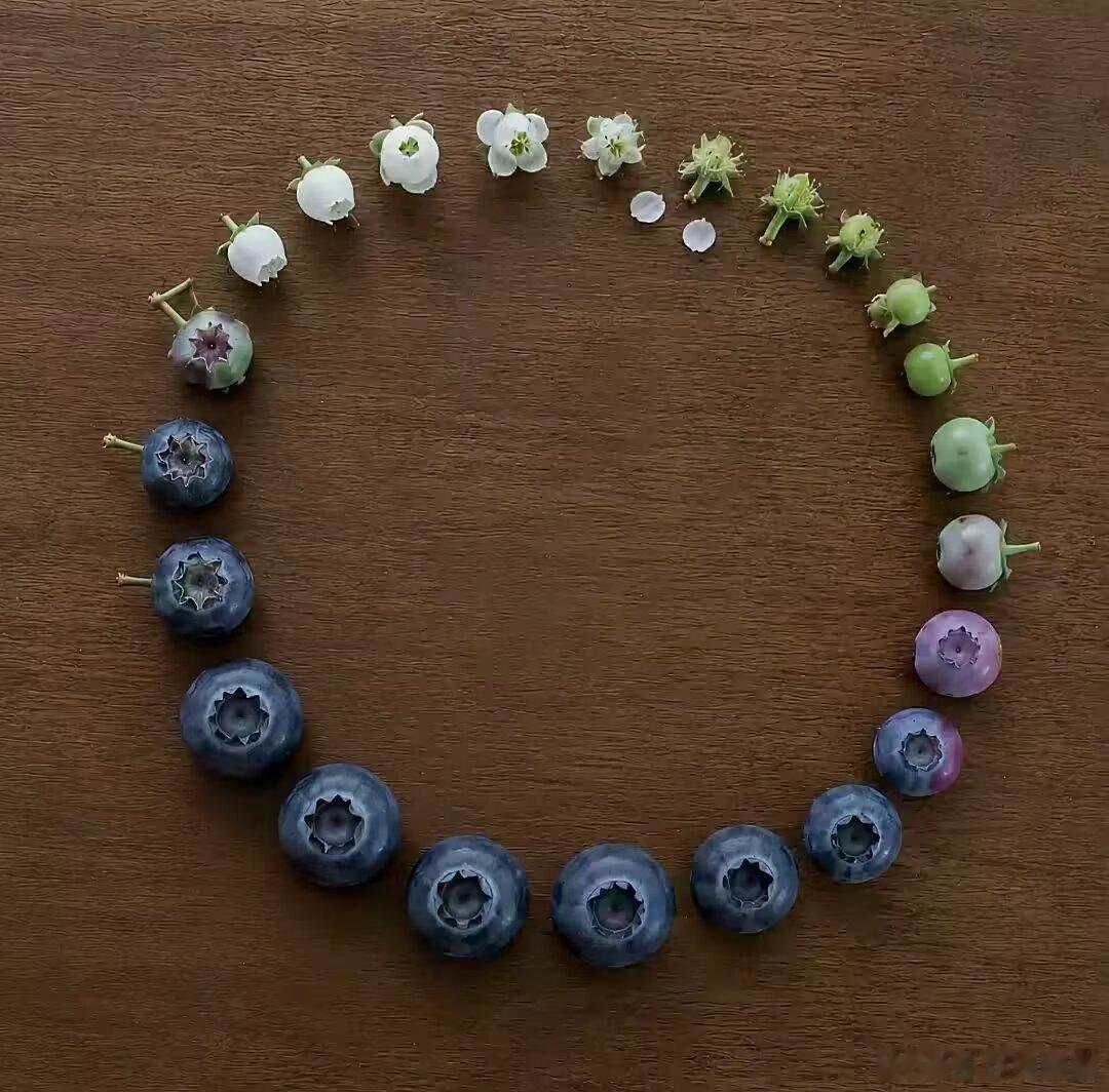 从开花到腐烂是生命的闭环 