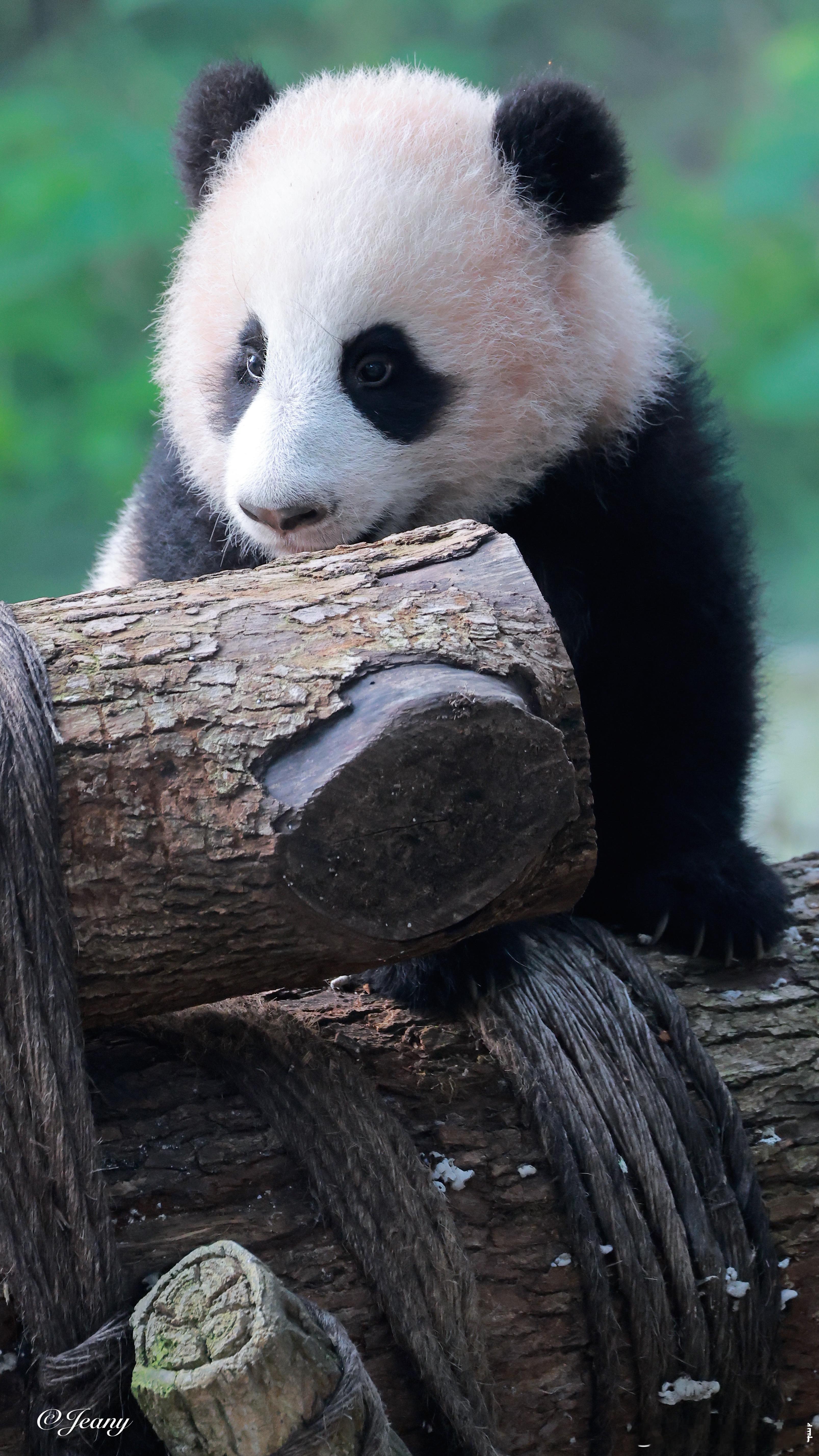 去年12月重庆看春春我拍的小月亮大熊猫良月
