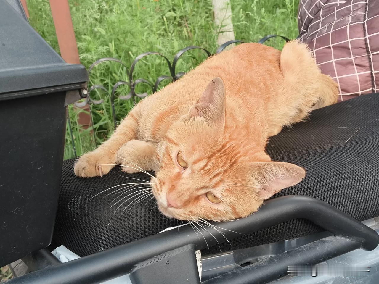 自己养了猫咪后，出门满眼都能看到猫，而且看到瘦瘦的流浪猫就心疼到不行。

所以一