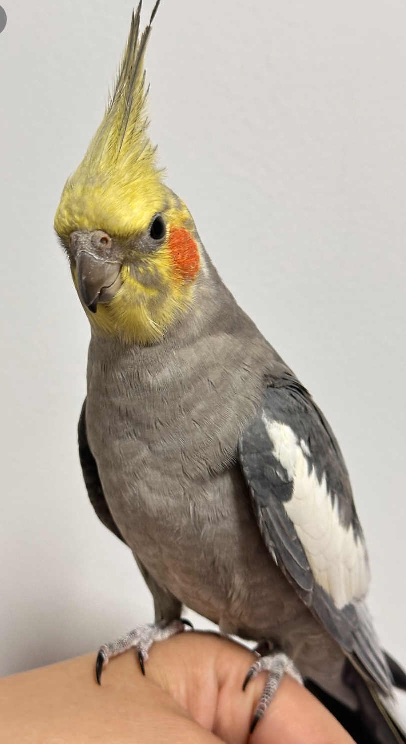 第一次get到小鸟的可爱， 真的万物皆有灵原来小鸟真的有自己的审美