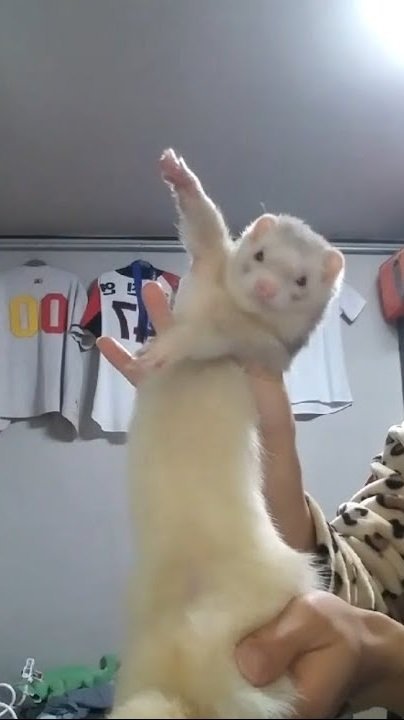 恰恰恰 