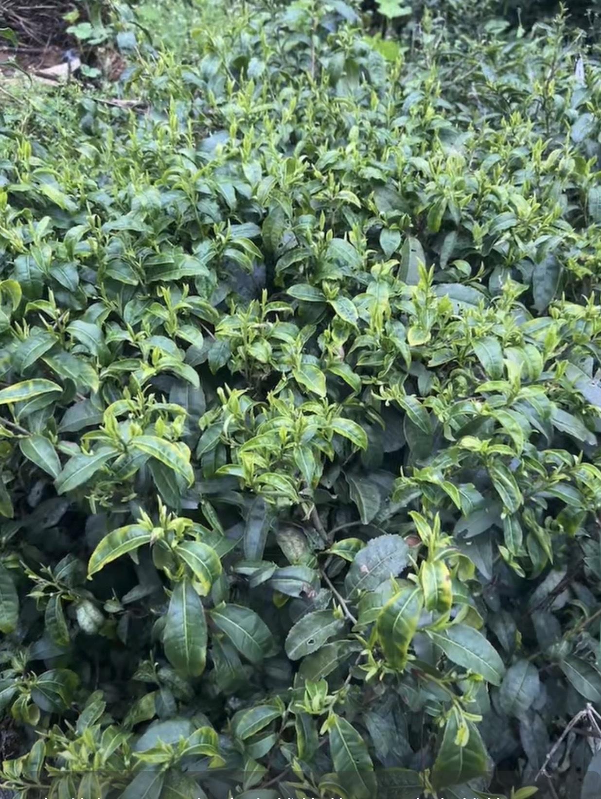 回乡下来收春茶来了，
这几天没时间刷抖音。
几个朋友私信我，
发了几个视频给我，