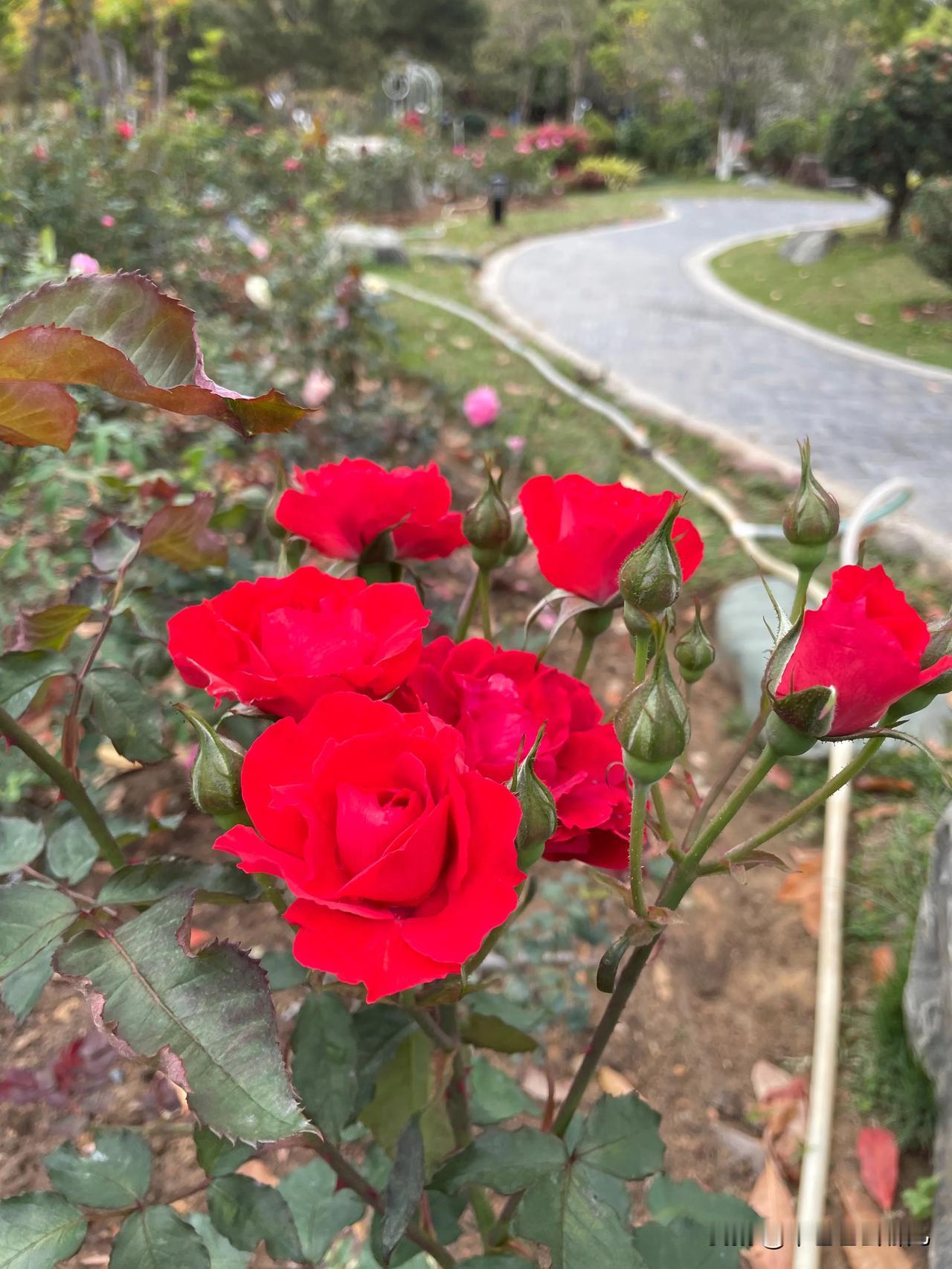 在东莞植物园，藏着一片月季花的梦幻天地。步入其间，馥郁芬芳瞬间将人包裹。
瞧那花