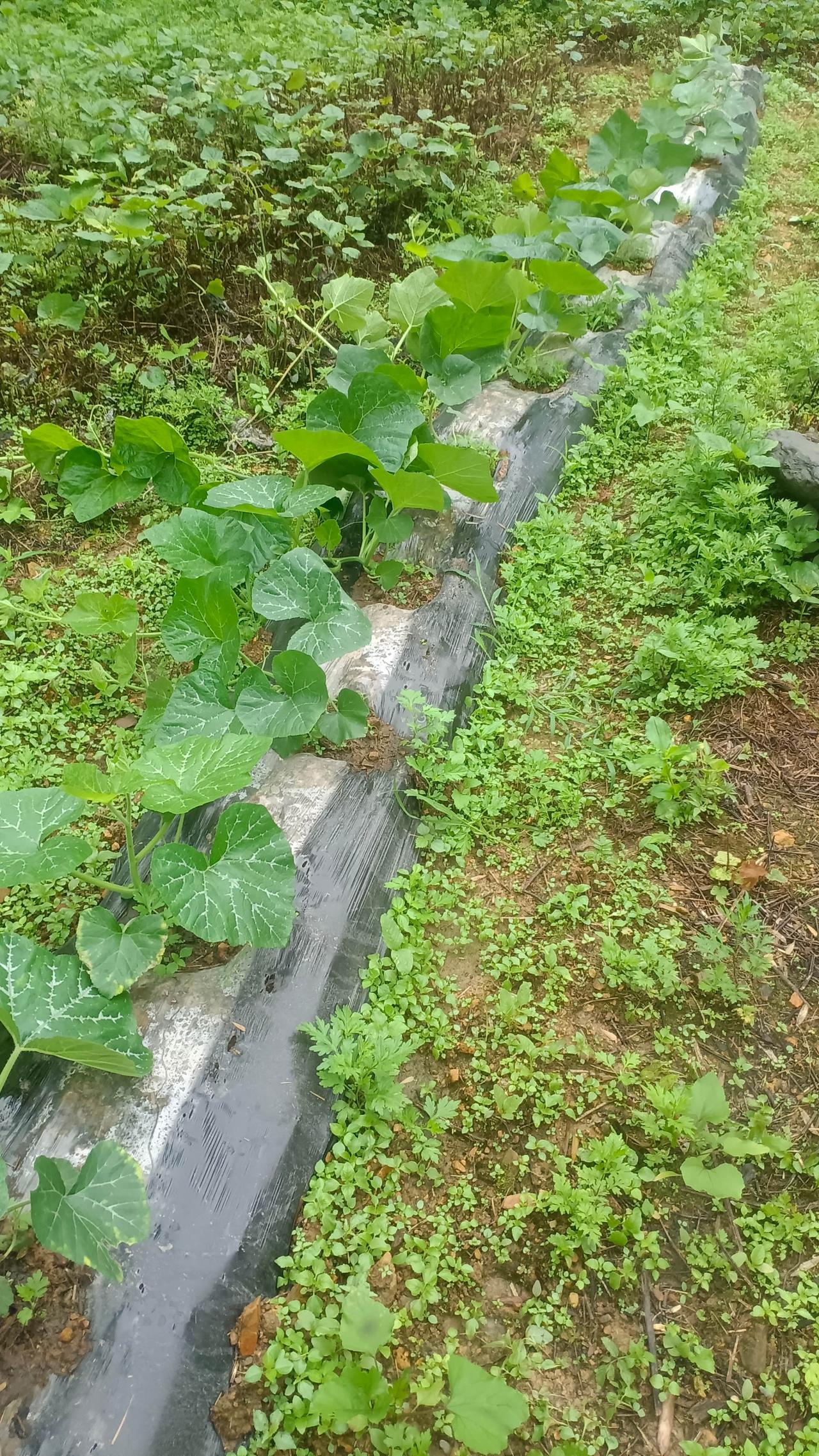 今年栽的南瓜，草又长起来了，现在还能不能打除草药，把草打死，以免影响南瓜走藤