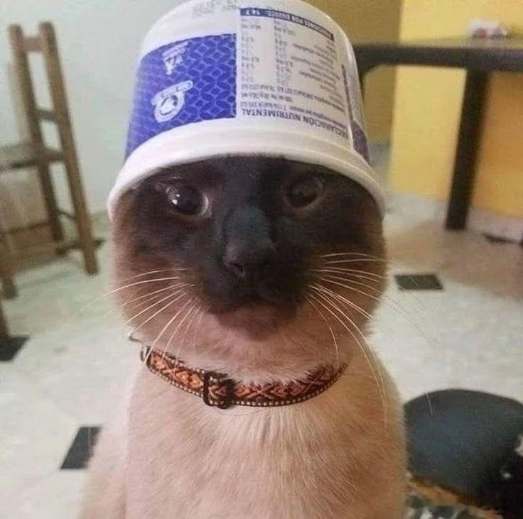 猫宁 ​​​