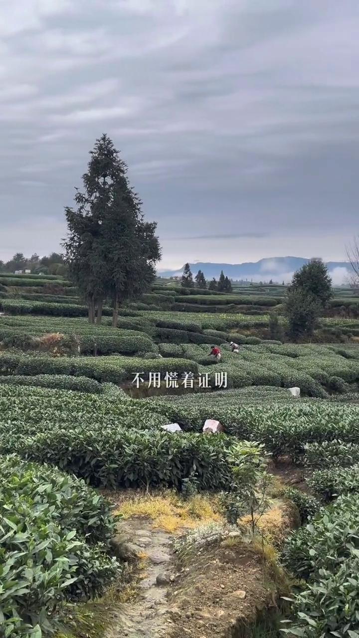 生活治愈日·温柔。
生活的温柔藏在慢慢来里，你走的每一步都算数，生活不会辜负默默