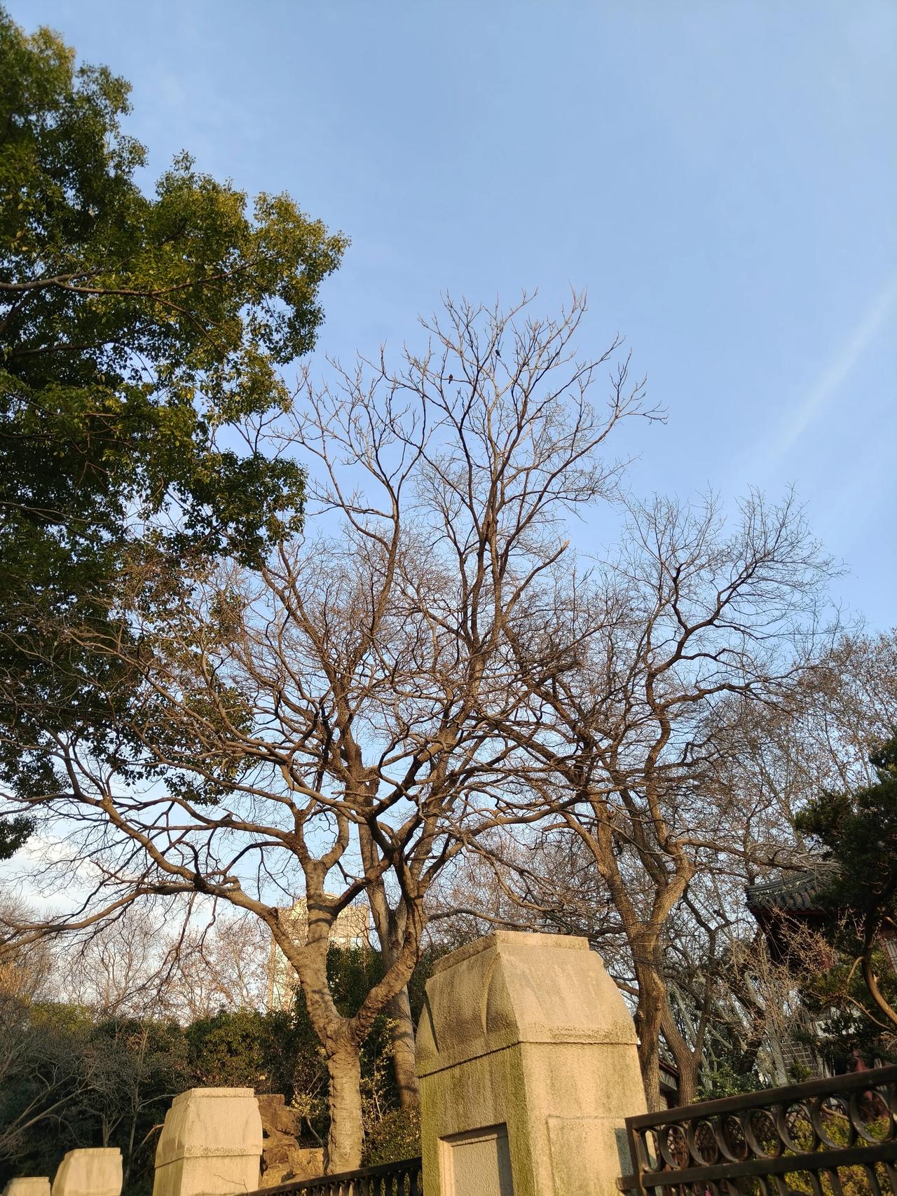 今天天气不错，蓝天白云☁️
绿树红花🌸美不胜收，心旷神怡啊！
