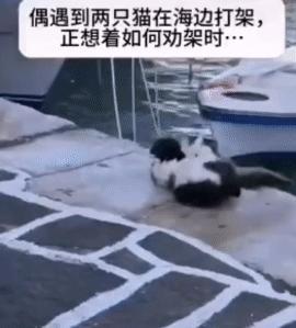 水里面涮了一把，俩猫都冷静下来了